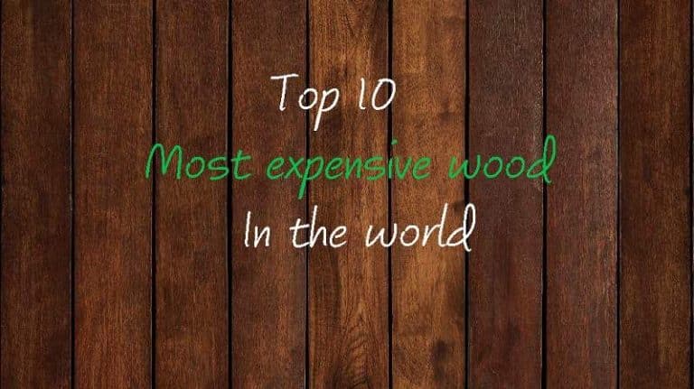 Top 10 Most Expensive Wood in the World (Type, Color, Price)