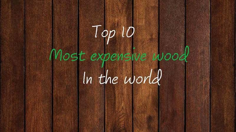 Top 10 Most Expensive Wood in the World (Type, Color, Price)