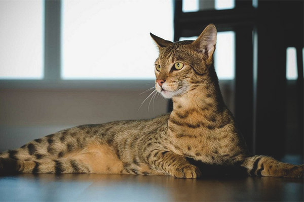 ashera cat breed