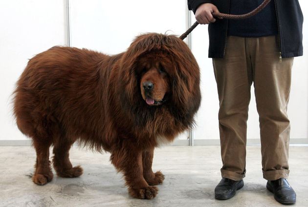 big splash tibetan mastiff