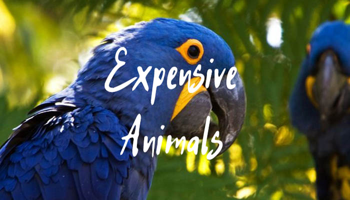 expensive animals