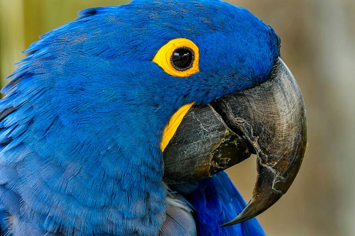 hyacinth macaw